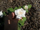 Edina rose photo