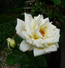 Alice Stern rose photo