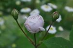 <i>Rosa X polliniana</i> f. <i>affabilis</i> rose photo