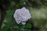 <i>Rosa X polliniana</i> f. <i>affabilis</i> rose photo