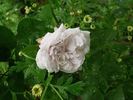 <i>Rosa X polliniana</i> f. <i>affabilis</i> rose photo