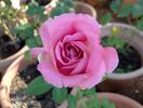 Dignity rose photo
