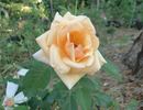 Golden Unicorn rose photo