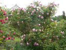 Comtesse de Caserta rose photo