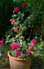Bengal Centfeuilles rose photo