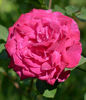 Bengal Centfeuilles rose photo