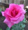 Pink Don Juan rose photo