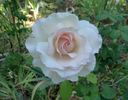 Ginger Hill rose photo