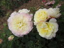Châpeau de Mireille ® rose photo