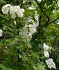 Maria Cornelia clematis photo