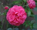 Grand Canyon rose photo