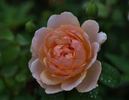 Madame Paule Massad rose photo