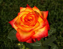 High rose photo