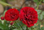 Patriot Song rose photo