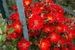 Wing-Ding ™ rose photo