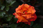 Arabesque rose photo