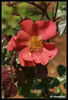 2010-OPW rose photo