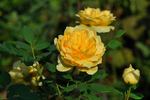 Glückskette rose photo