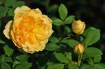 Glückskette rose photo