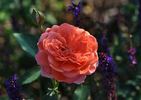 Cimarosa rose photo