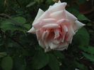 Duchesse de la Mothe-Houdancourt rose photo