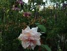 Duchesse de la Mothe-Houdancourt rose photo