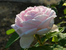 Princess of Wales rose photo