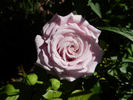 Dignity rose photo
