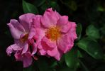Sir Clough rose photo
