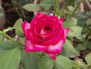 Atlantic City rose photo
