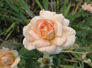 It's Showtime rose photo