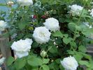 Victorian Lace rose photo