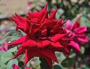 Velvet Hour rose photo
