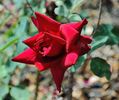 Velvet Hour rose photo