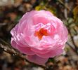 The Miller rose photo