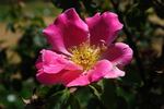 Dapple Dawn rose photo