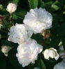 Perle Nacrée rose photo