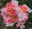Coco rose photo