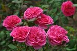 Casa Loma rose photo