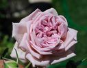 Taischa rose photo