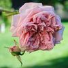 Taischa rose photo