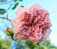 Taischa rose photo