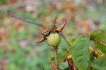 Madame Soupert rose photo