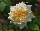 Swan ® rose photo
