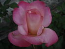 Jubileum 110 rose photo