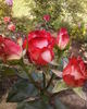 Blush rose photo