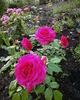Maritim rose photo