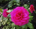 Maritim rose photo