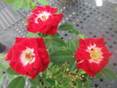 Wonderful News rose photo