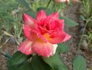 Pocahontas rose photo